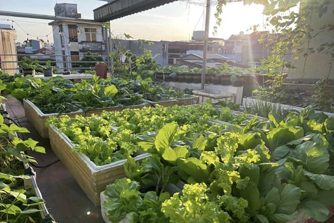 cách trồng rau trong thùng xốp trên sân thượng