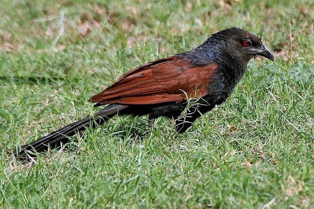 coucal bird