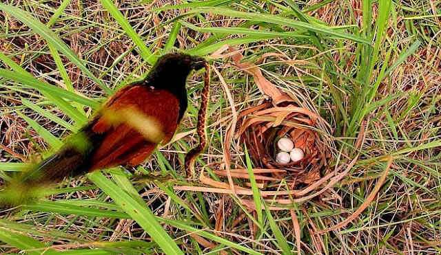 Coucal