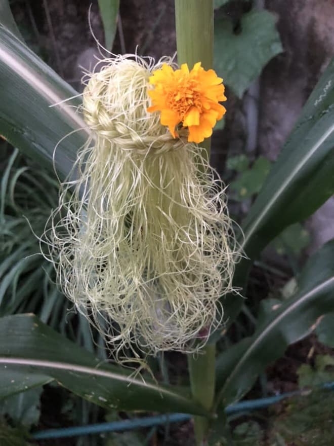 Giving haircuts to corn plants 10 min