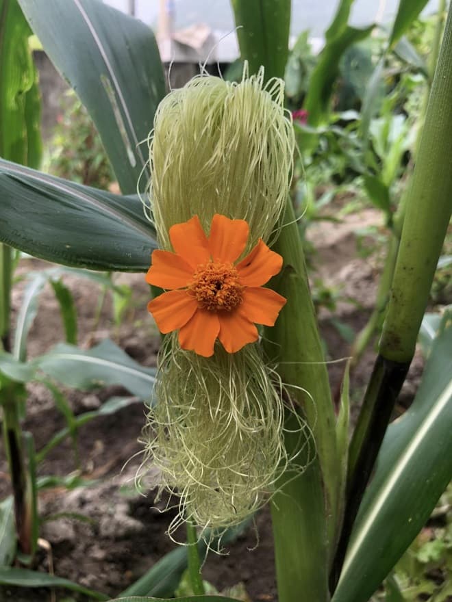 Giving haircuts to corn plants 11 min