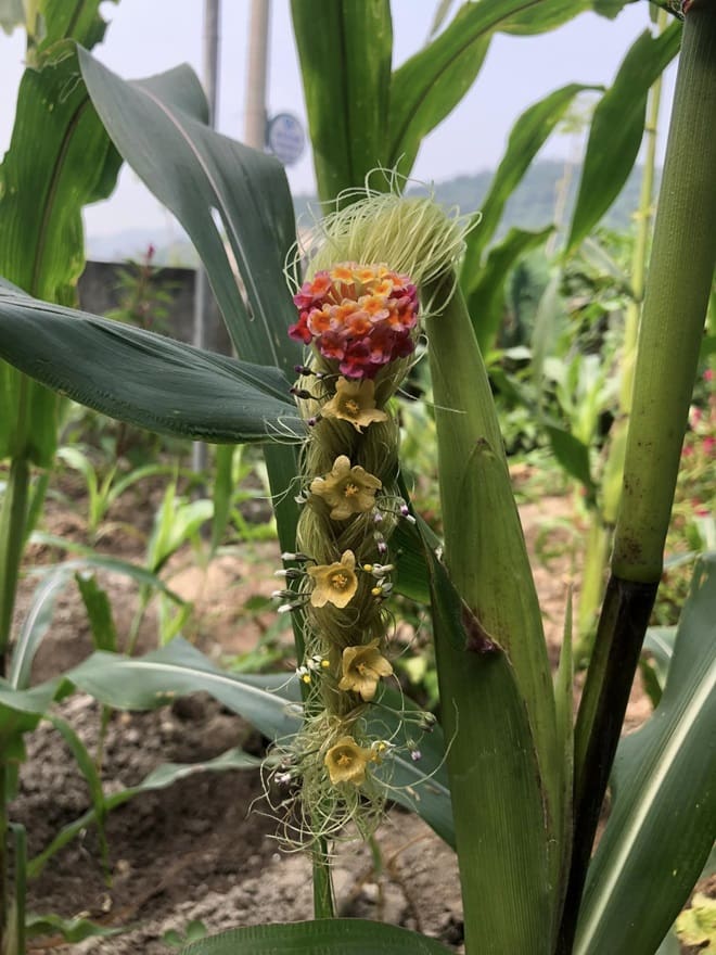 Giving haircuts to corn plants 12 min