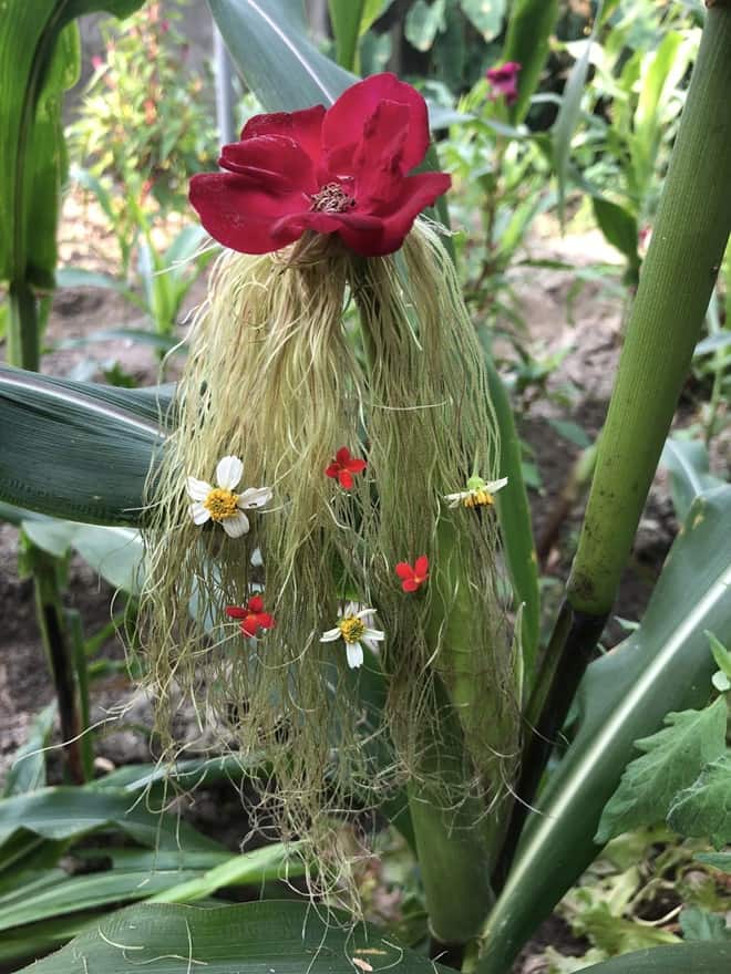 Giving haircuts to corn plants 13 min