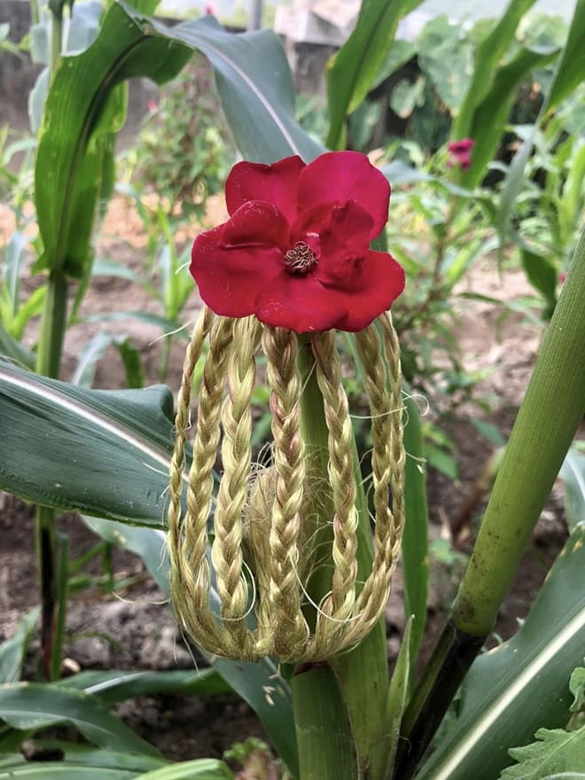 Giving haircuts to corn plants 4 min