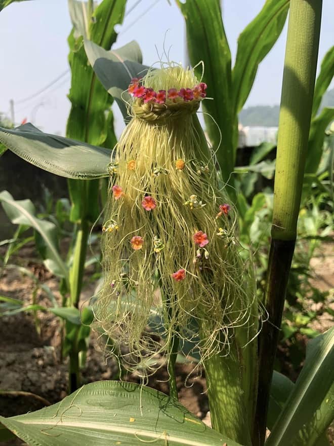 Giving haircuts to corn plants 5 min