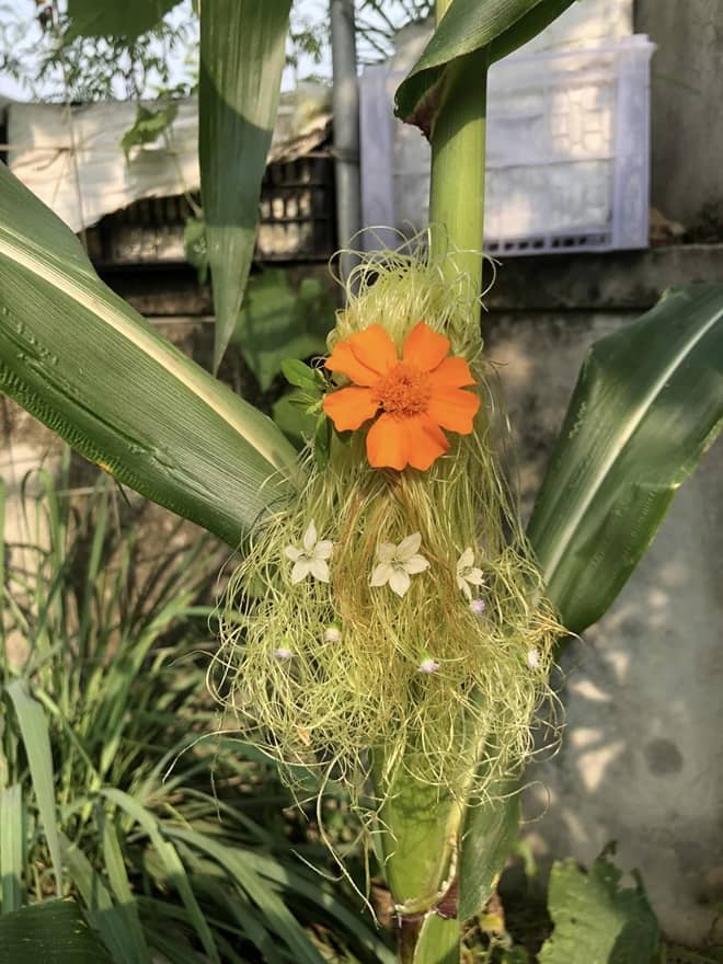 Giving haircuts to corn plants 6 min