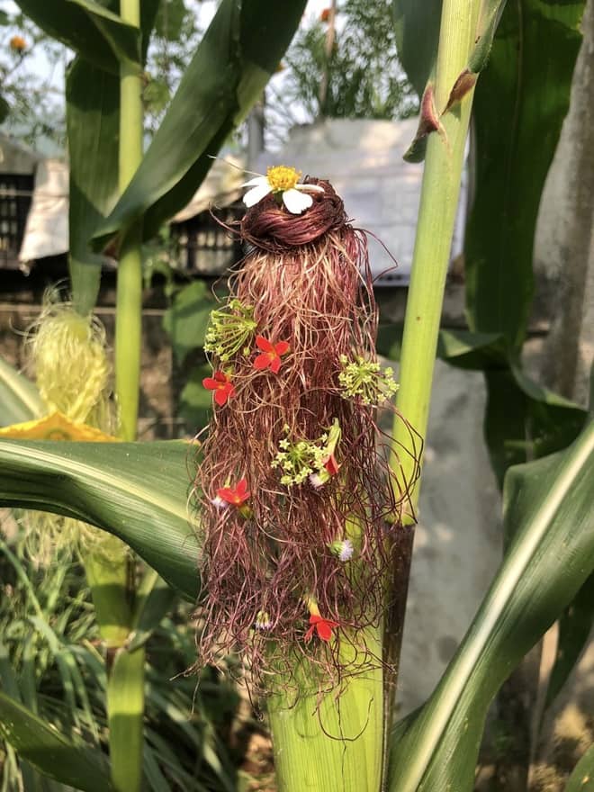 Giving haircuts to corn plants 8 min