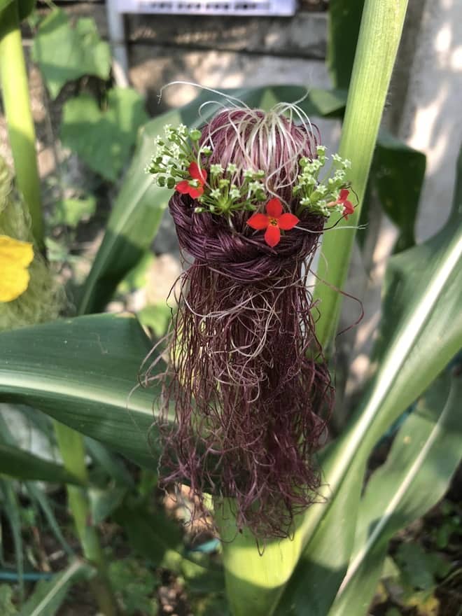 Giving haircuts to corn plants 9 min