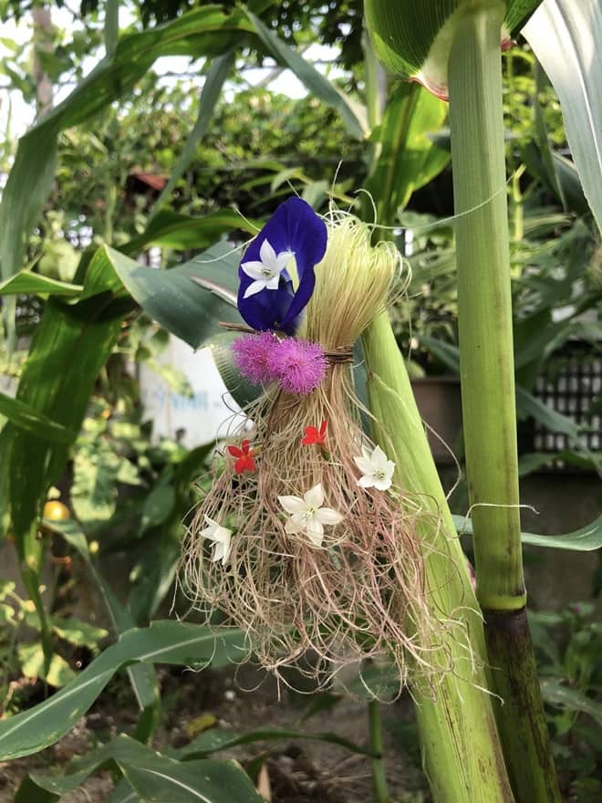 Giving haircuts to corn plants min