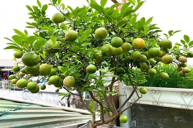 growing lemon trees in pots