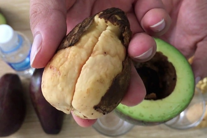 how to grow avocado from seed 