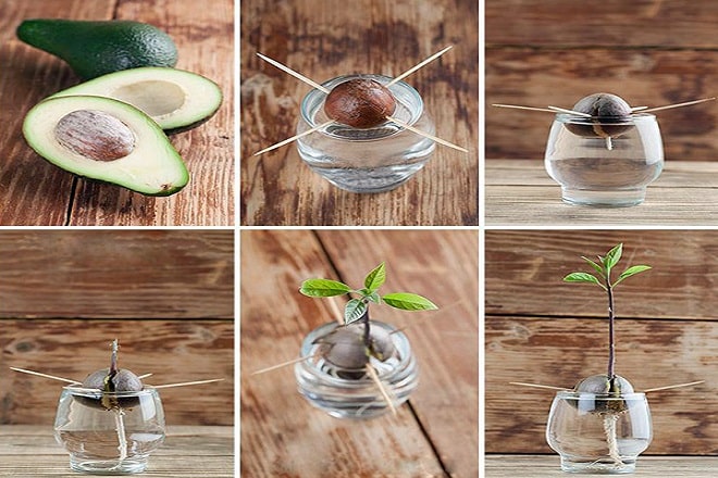 how to grow avocado from seed