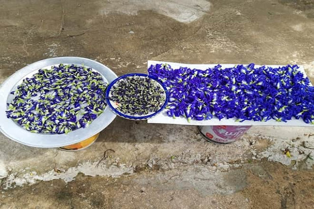 how to grow butterfly pea from seeds at home