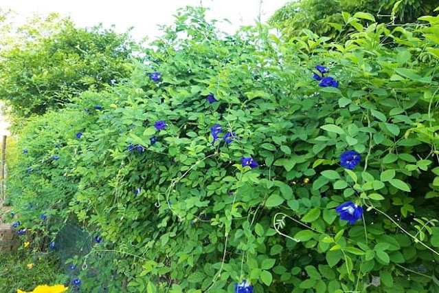 how to grow butterfly pea from seeds