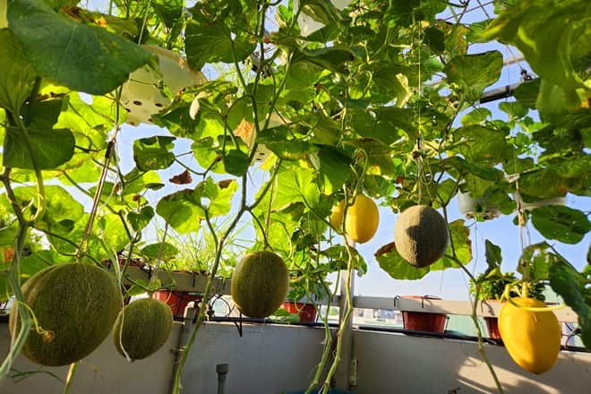 how to grow cantaloupe