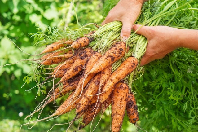 how to grow carrots at home in pots