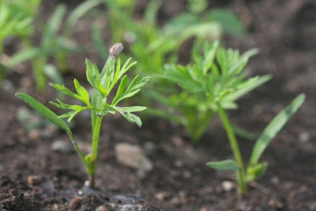 how to grow carrots at home with seeds