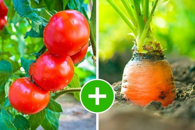 how to grow carrots at home