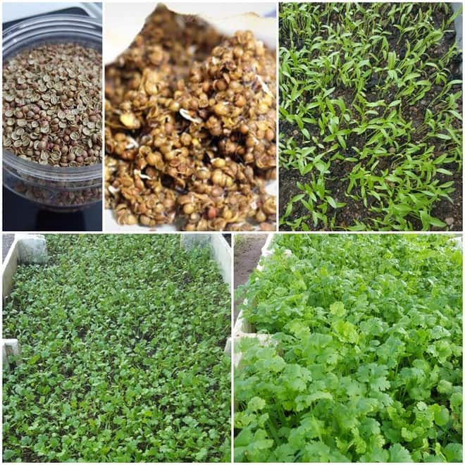 how to grow coriander from seeds 2