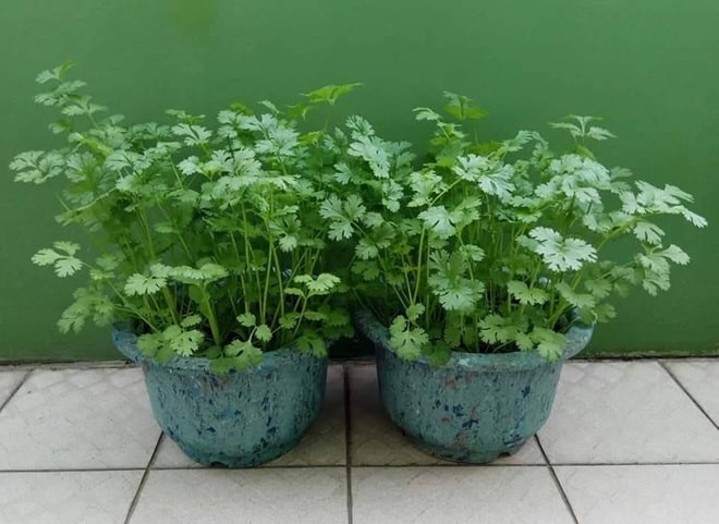 how to grow coriander from seeds at home