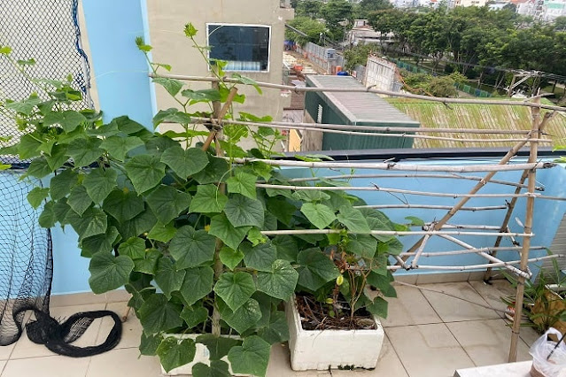 how to grow cucumbers in pots from seeds on the rooftop