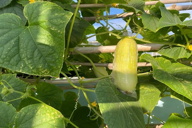 how to grow cucumbers in pots