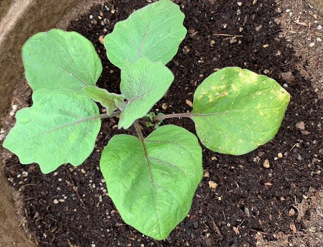 how to grow eggplant from seeds in pots at home