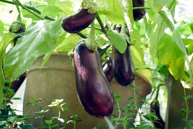 how to grow eggplant from seeds in pots