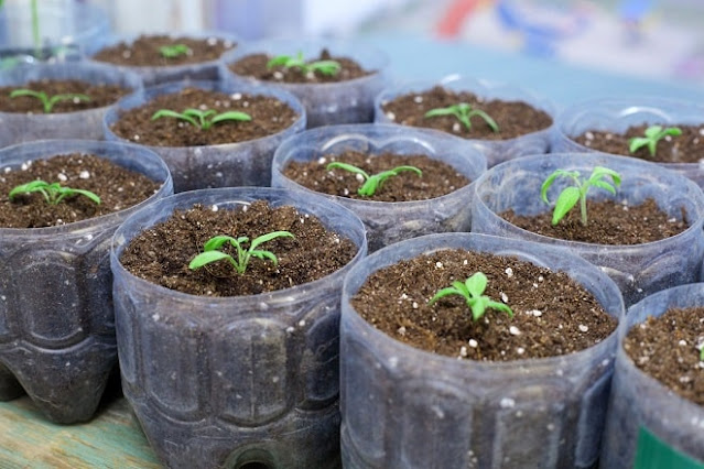 how to grow eggplant from seeds