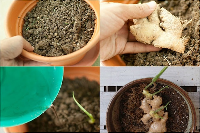 how to grow ginger at home in pots