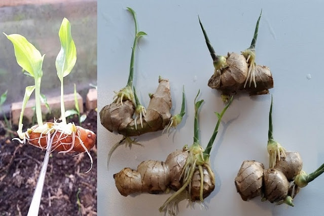 how to grow ginger at home uk