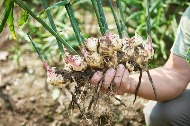 how to grow ginger at home