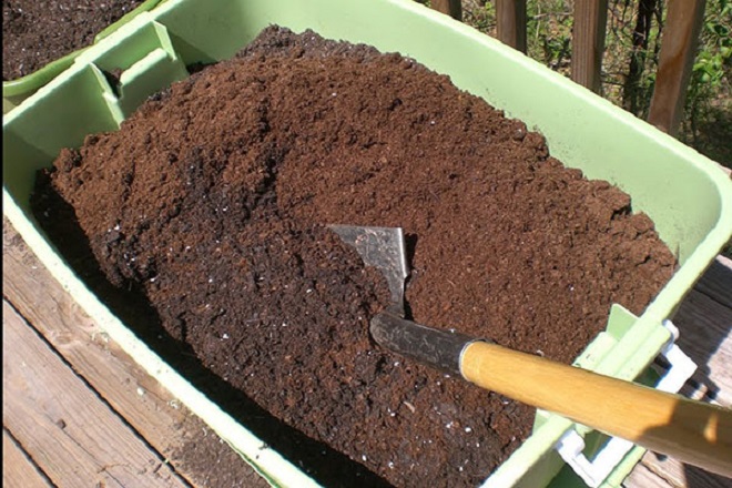 how to grow guava in a pot