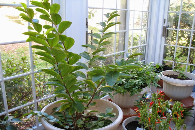 how to grow guava in pot