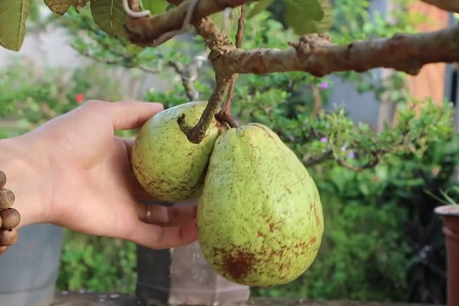 how to grow guava tree in a pot