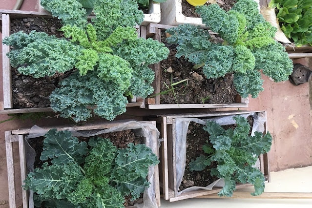 how to grow kale in pots from seeds