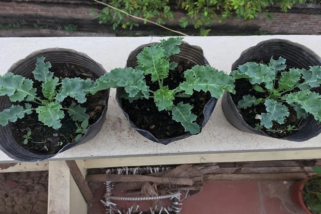 how to grow kale in pots