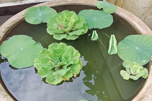 how to grow lotus flowers with bulbs in vietnam