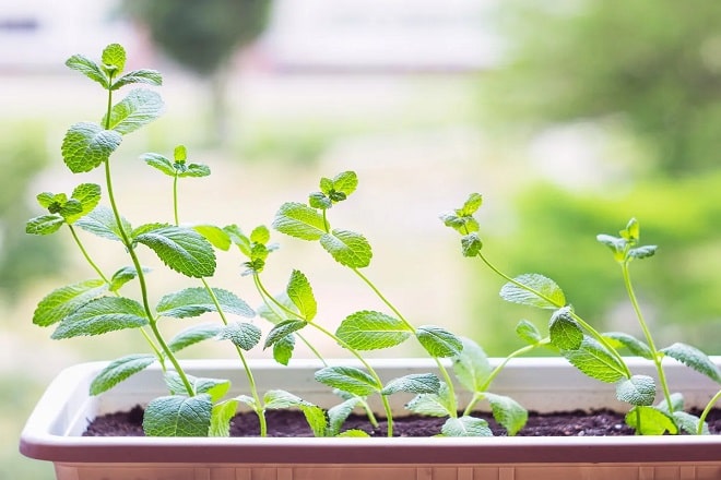 how to grow mint from cuttings in post