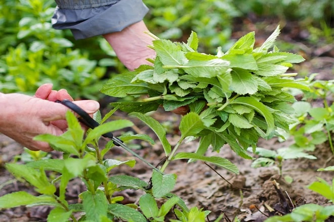 how to grow mint from cuttings