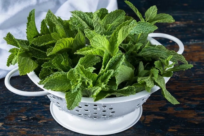 how to grow more mint from cuttings