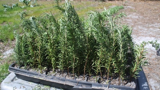 how to grow rosemary from cuttings at home