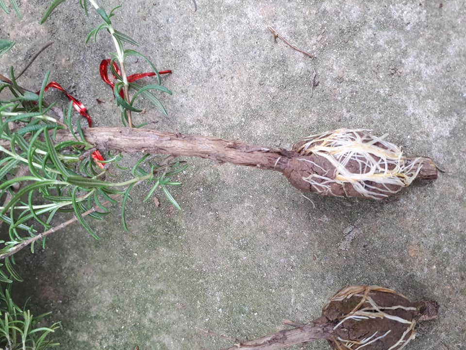 how to grow rosemary from cuttings in pots at home