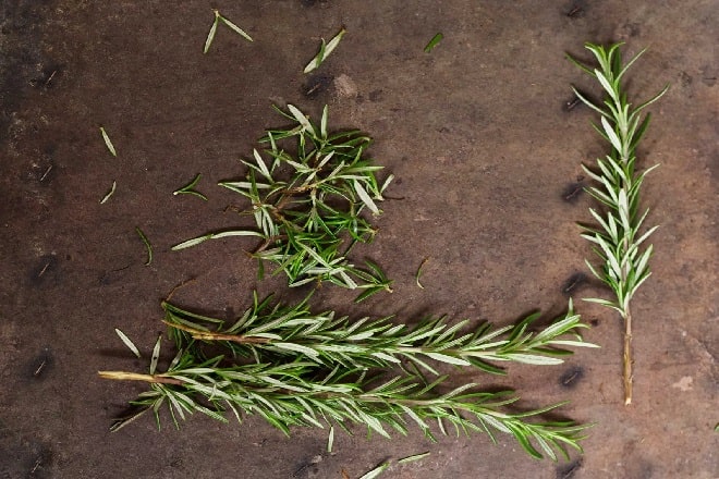 how to grow rosemary from cuttings in pots