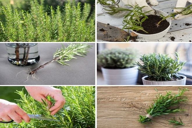 how to grow rosemary from cuttings