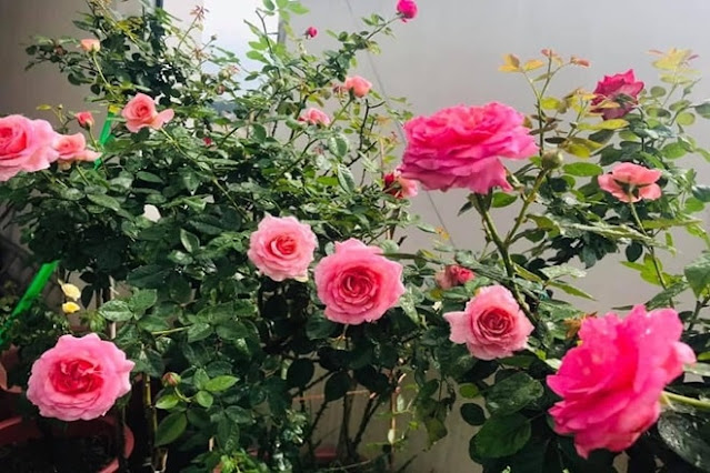 how to grow roses in pots