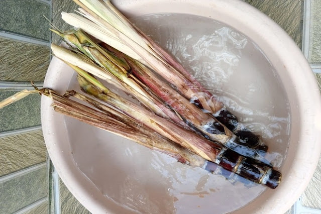 how to grow sugarcane from cuttings 1