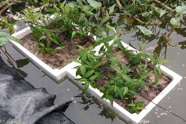 how to grow vietnamese coriander from cuttings