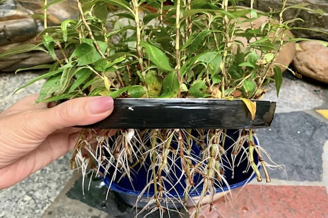 how to grow vietnamese coriander from seed