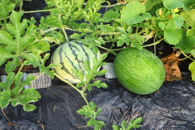 how to grow watermelon from seeds 2